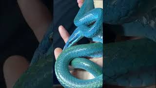 IS THIS THE MOST BEAUTIFUL BLUE SNAKE IN THE WORLD Rhinoceros Rat Snake Gonyosoma boulengeri [upl. by Shishko786]