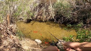 Fly Fishing for Bedding Bass in a Clear San Diego Creek [upl. by Whit325]