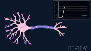 جهد الفعل في الخلايا العصبية  action potential in the neuron [upl. by Betty77]