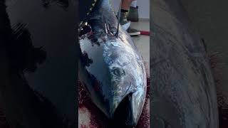 Orange County Tuna Club catching huge bluefin tuna on board the Royal Polaris [upl. by Eirroc]