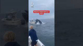 Huge whale capsizes boat 😳🐋 [upl. by Deloria359]