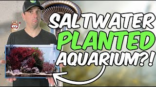 How To Build A Nano Saltwater Planted Tank  Macroalgae Tour wTigaBoyH20 [upl. by Lalib]