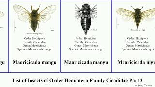 List of Insects of Order Hemiptera Family Cicadidae Part 2 cicada meimuna neotibicen macrotristria [upl. by Mckinney484]