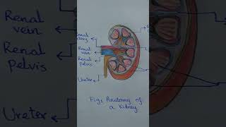 Anatomy of Kidney [upl. by Eciram476]