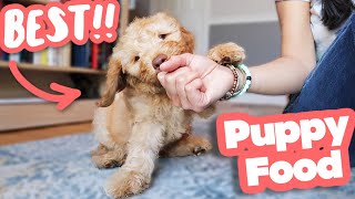 HOW TO FEED A PUPPY 👉 Everything you need to know [upl. by Maryann]