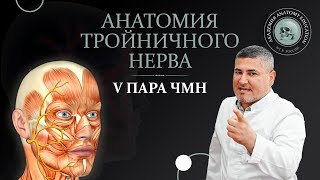 V пара ЧМН Анатомия тройничного нерва Anatomy of the trigeminal nerve [upl. by Jena]