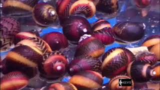 Snails Slakken in het aquarium Neritina Vittina Waigiensis zoetwaterslakken bij Heevis [upl. by Gerdeen655]