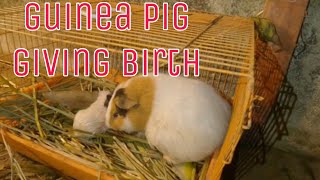 I HELP MY GUINEA PIG GIVING BIRTH SO AMZING [upl. by Silas]