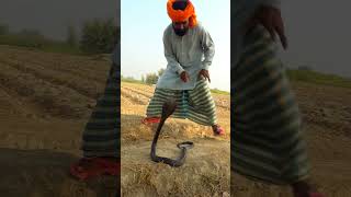 Expert Sapera Vs Cobra Snake snake shorts youtubeshots shortvideos youtube naginadhundance [upl. by Adnilak]