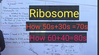 Ribosomeribosome structurecompositiondetail pashto lectures [upl. by Eesdnil]