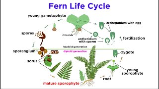 Ferns The Emergence of Roots and Stems [upl. by Ezequiel503]