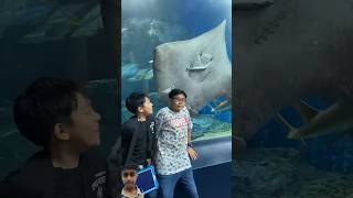 shark stingray freshwaterstingray aquarium fish scubadiving snake seasnake fishing [upl. by Lurlene]