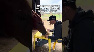 Avere 4 cavalli foryou horse trending humor viralvideo equestrian perte cowboys ironia [upl. by Pam]