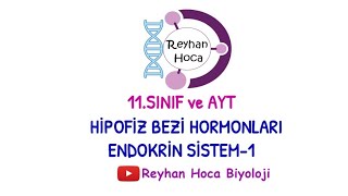 ENDOKRİN SİSTEM 1 HİPOFİZ HORMONLARI [upl. by Harhay]