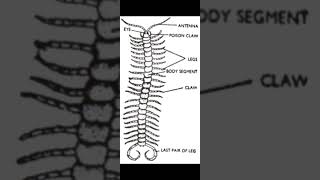 Structure of the Chilopoda anatomy [upl. by Eadwine]