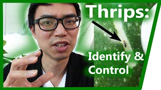 Thrips How to Identify amp Control  House Plant Journal [upl. by Aletha]