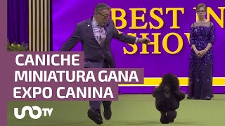 Caniche miniatura fue coronado el Mejor en exposición canina de NY [upl. by Yrolam]