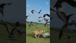 The Battle for the Zebra How a Lioness and Her King Claimed Their Meal from Hyenas and Vultures [upl. by Sammer]