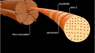 Structure dun muscle strié [upl. by Elleral]