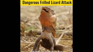 Frilled lizard attack lizard shorts facts [upl. by Aisats]