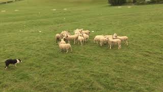 Gethin Jones Maddie Sheepdog Trial North Wales Singles Championship 2017 Bryneglwys [upl. by Arutak]