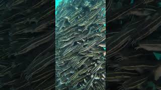 music fish dumbooctopus musicclip explore nature blueringedoctopus musicvideo octopus oce [upl. by Lehmann]