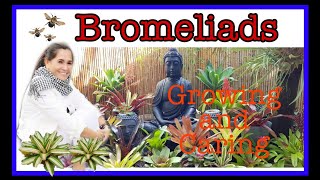 How to Grow and Care Bromeliad [upl. by Garnet]