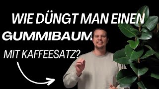 Deinen Gummibaum mit Kaffeesatz düngen Nachhaltig amp Günstig [upl. by Tabbi430]