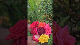 Roses harvesting in my garden roses mygarden gardening harvesting shortvideo ytshorts [upl. by Wiley619]