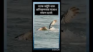 ঈগল shortvideo shortsfeed shorts trendingshorts eagle eaglehunting [upl. by Anawait]