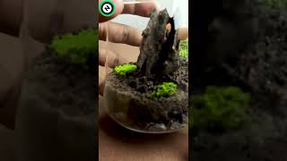 Mini Open Glass Terrarium Ecosystem terrarium natural greenplants [upl. by Ahsinor]