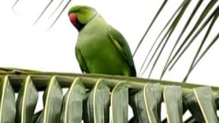 Male Roseringed  Indian Ringneck  parakeet  Mylapore  Chennai [upl. by Flss]