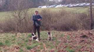 Gundog demo 1 [upl. by Adigirb]