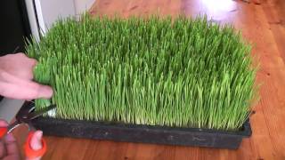 How to grow wheatgrass [upl. by Assenaj]