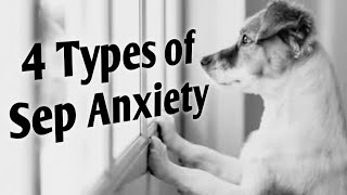 Signs of Separation Anxiety in Dogs – THE 4 TYPES of SeparationRelated Problems [upl. by Trebma]