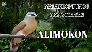 White Eared brown Call Malaking Tunog nang Katian [upl. by Artsa]