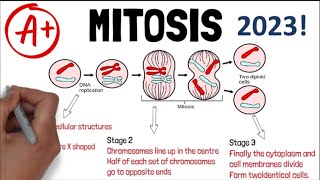 MITOSIS  Biology GCSE and iGCSE Revision Updated [upl. by Esalb]