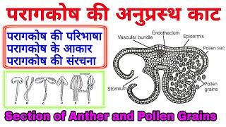 Structure of Anther  anther  Structure of Anther and Pollen grains  परागकोष  परागकोष की संरचना [upl. by Cherry]