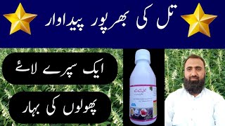 How to boost flowering in sesame  Naphthyl Acetic AcidBilal Kanju Official [upl. by Nahsed]