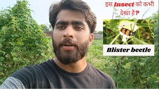 MOST DAMAGING INSECT OF VEGETABLES  BLISTER BEETLE  FIELD VISIT  BY KRASHNA SIR [upl. by Inaluiak555]