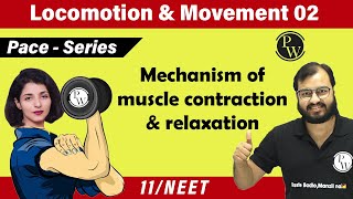 Locomotion and Movement 02  Mechanism of Muscle contraction amp Relaxation  Class 11  NEET [upl. by Ayardna]