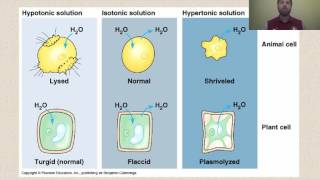 Turgid cells  Flaccid cells Turgidity  Flaccidity  class 7 science [upl. by Hatnamas959]