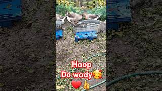 HOOP DO WODY👍❤🥰wiejskiezycie landes zwierzaki [upl. by Leipzig]