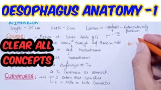 Oesophagus anatomy  dimension course curvaturesconstriction [upl. by Aibat]