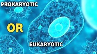 Is Amoeba Prokaryotic OR Eukaryotic Cell [upl. by Eitsirc]