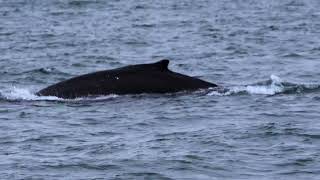 Majestic Giants of the North Whale Watching in Akureyri Iceland [upl. by Ophelia]