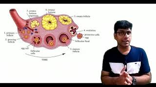 HUMAN REPRODUCTIONCORPUS LUTEUM [upl. by Akerdal385]