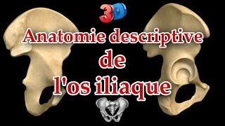 Description anatomique de los iliaque 3D  repères et insertions musculaires [upl. by Doowle]