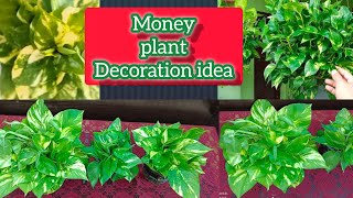 Money plant decoration ideas 💡 How to bussy your money plant [upl. by Ireva97]