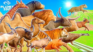 50 Animals Running Race in Tropical Island 2 x Mega Race Random Category  Planet Zoo [upl. by Hollander]